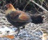 [Red Junglefowl]