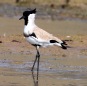 [River Lapwing]