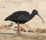 [Red-naped Ibis]
