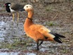 [Ruddy Shelduck]