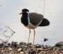[Red-wattled Lapwing]