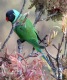 [Slaty-headed Parakeet]