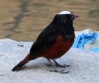 [White-capped Redstart]