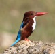 [White-throated Kingfisher]