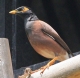 [Common Myna]