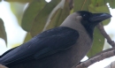 [House Crow]