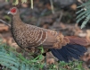 [Kalij Pheasant]