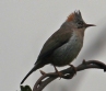 [Rufous-vented Yuhina]