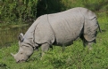 [One-horned Rhinocerus]