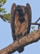 [Slender-billed Vulture]