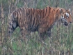 [Bengal Tiger]