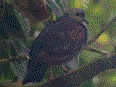 [Crested Quail-Dove]