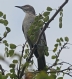 [Bahama Mockingbird]