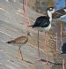 [Black-necked Stilt & Lesser Yellowlegs]