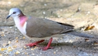 [Carribean Dove]