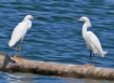[Snowy Egret]