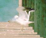 [Kelp Gull]