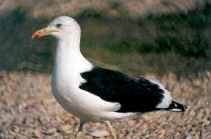 [Kelp Gull]