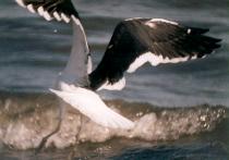 [Kelp Gull]