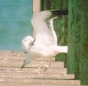 [Kelp Gull]