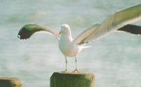 [Kelp Gull]