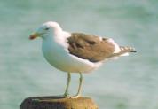 [Kelp Gull]
