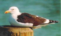 [Kelp Gull]