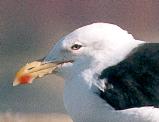 [Kelp Gull]