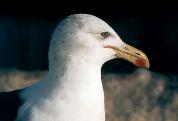 [Kelp Gull]