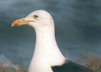 [Kelp Gull]