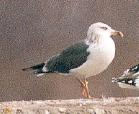 [Lesser black-backed Gull and friends]