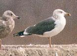 [Lesser black-backed Gull and friends]