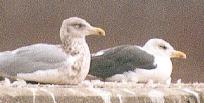 [Lesser black-backed Gull and friends]