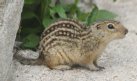 [13-Lined Ground Squirrel]