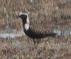 [American Golden Plover]
