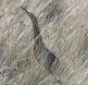 [American Bittern]