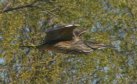 [American Bittern]