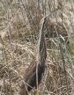 [American Bittern]