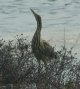 [American Bittern]