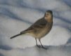 [American Pippit]
