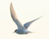 [Arctic Tern]