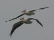 [American White Pelican]