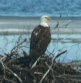 [Bald Eagle]