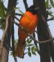 [Baltimore Oriole]