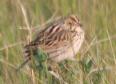 [Baird's Sparrow]