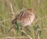 [Baird's Sparrow]