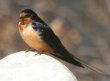 [Barn Swallow]