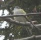 [Blue-headed Vireo]