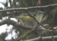 [Blue-headed Vireo]