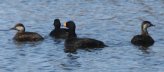 [Black Scoter]